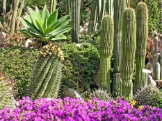 Area delle piante succulente