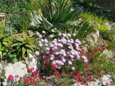 Bordure fiorite dei giardini Hanbury